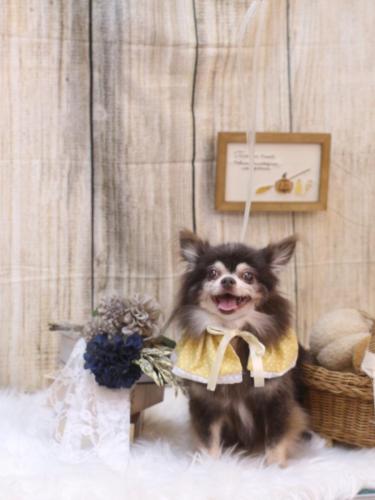 20241019チップくん